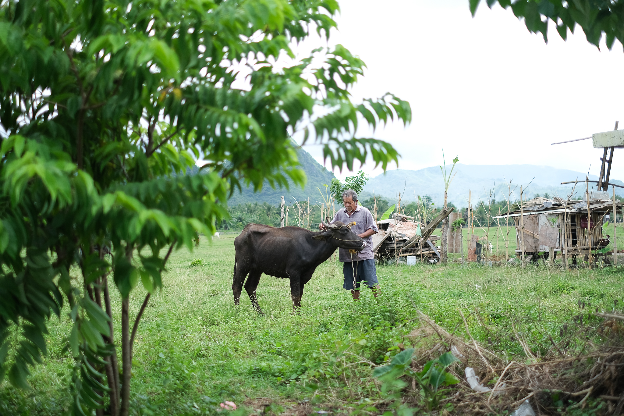 Coconut farmers in CamSur receive dairy buffaloes as livelihood assistance 