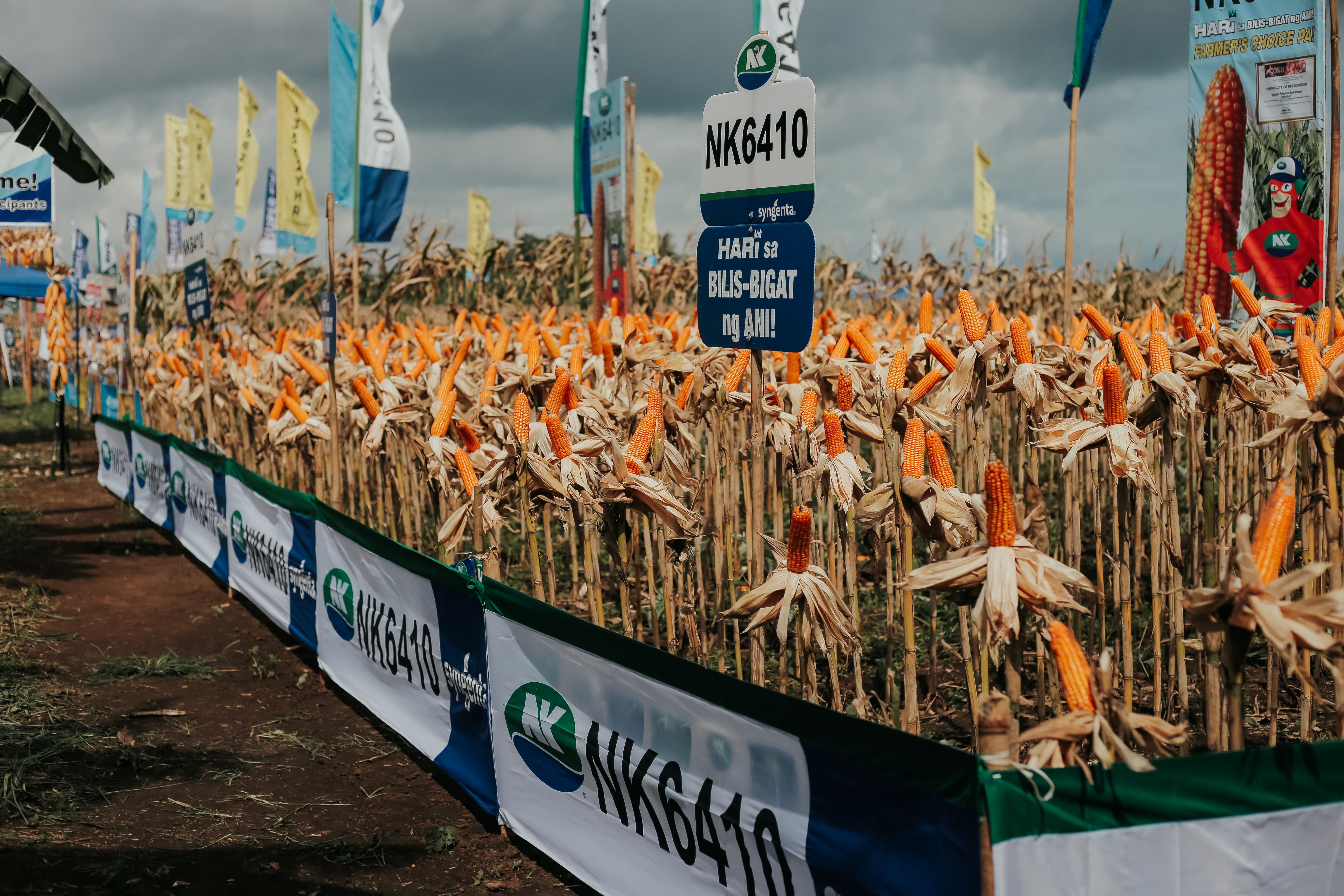 DA holds corn derby to boost farmers&rsquo; yield in Camarines Sur
